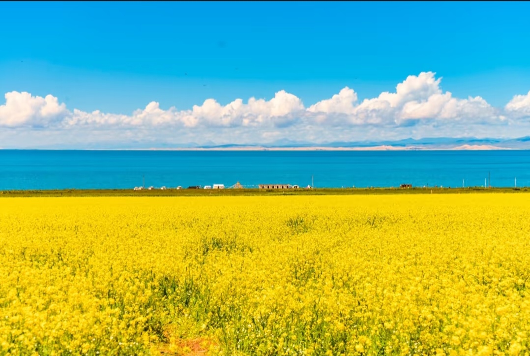 青海湖风光 - 碧蓝湖水与油菜花田