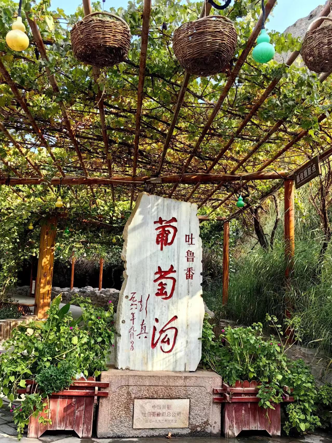 吐鲁番葡萄沟葡萄园景观 - 新疆特产水果